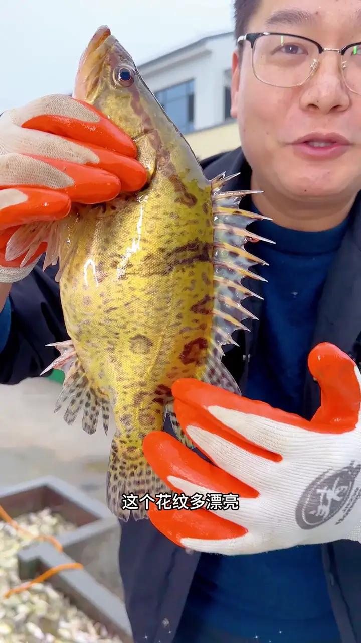 这是中国独有的淡水鱼——臭鳜鱼