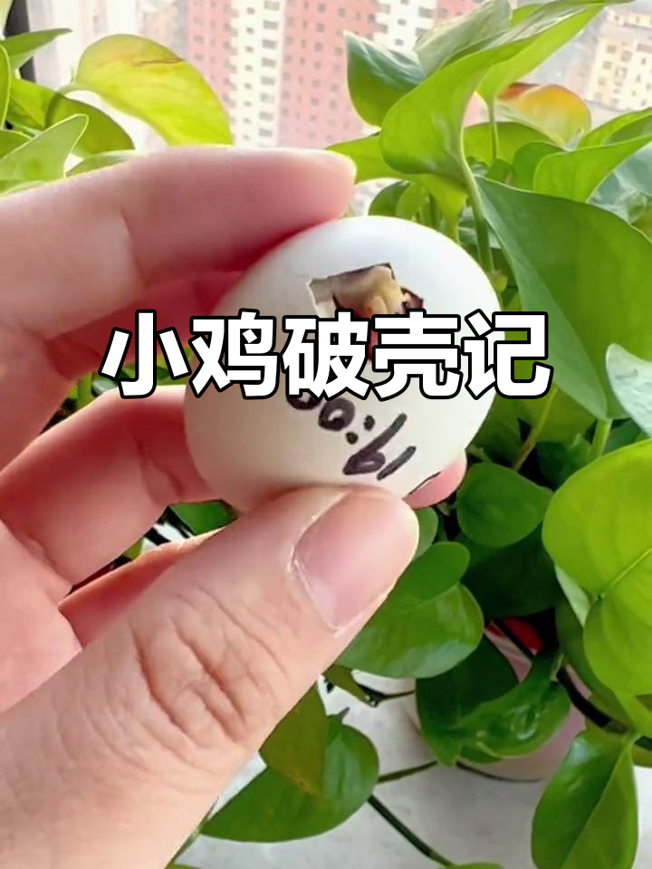 孵化塞拉玛，五只小家伙破壳而出，期待明天的惊喜！