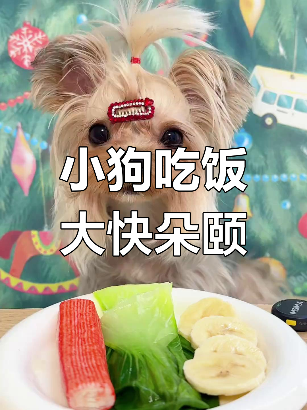 约克夏干饭日常:蟹柳油菜配香蕉,吃得超开心