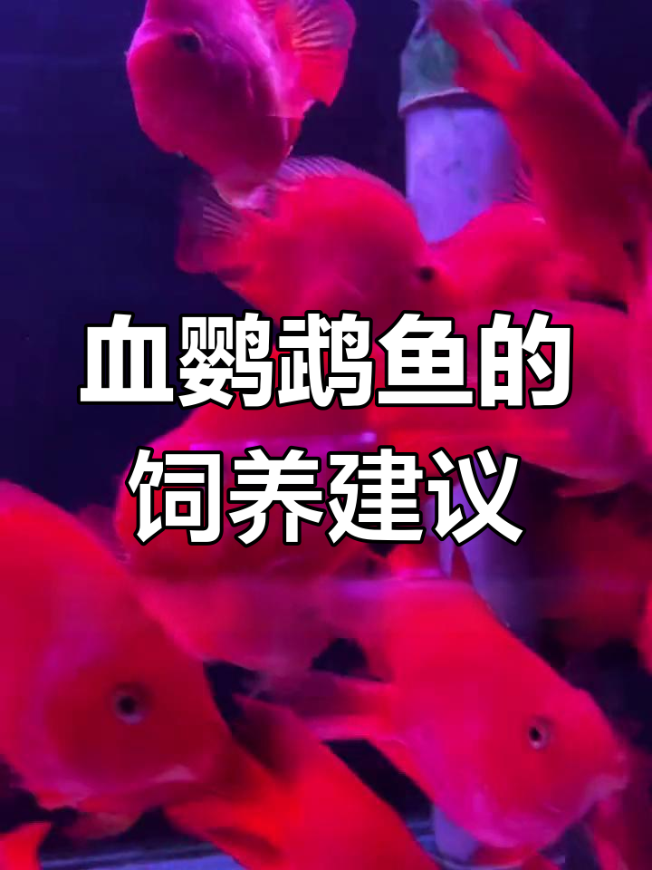 混养鹦鹉鱼的风险与乐趣