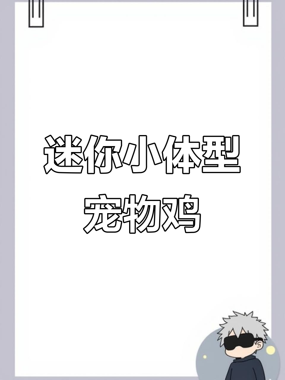小型宠物鸡,最大长到1斤,适合家养
