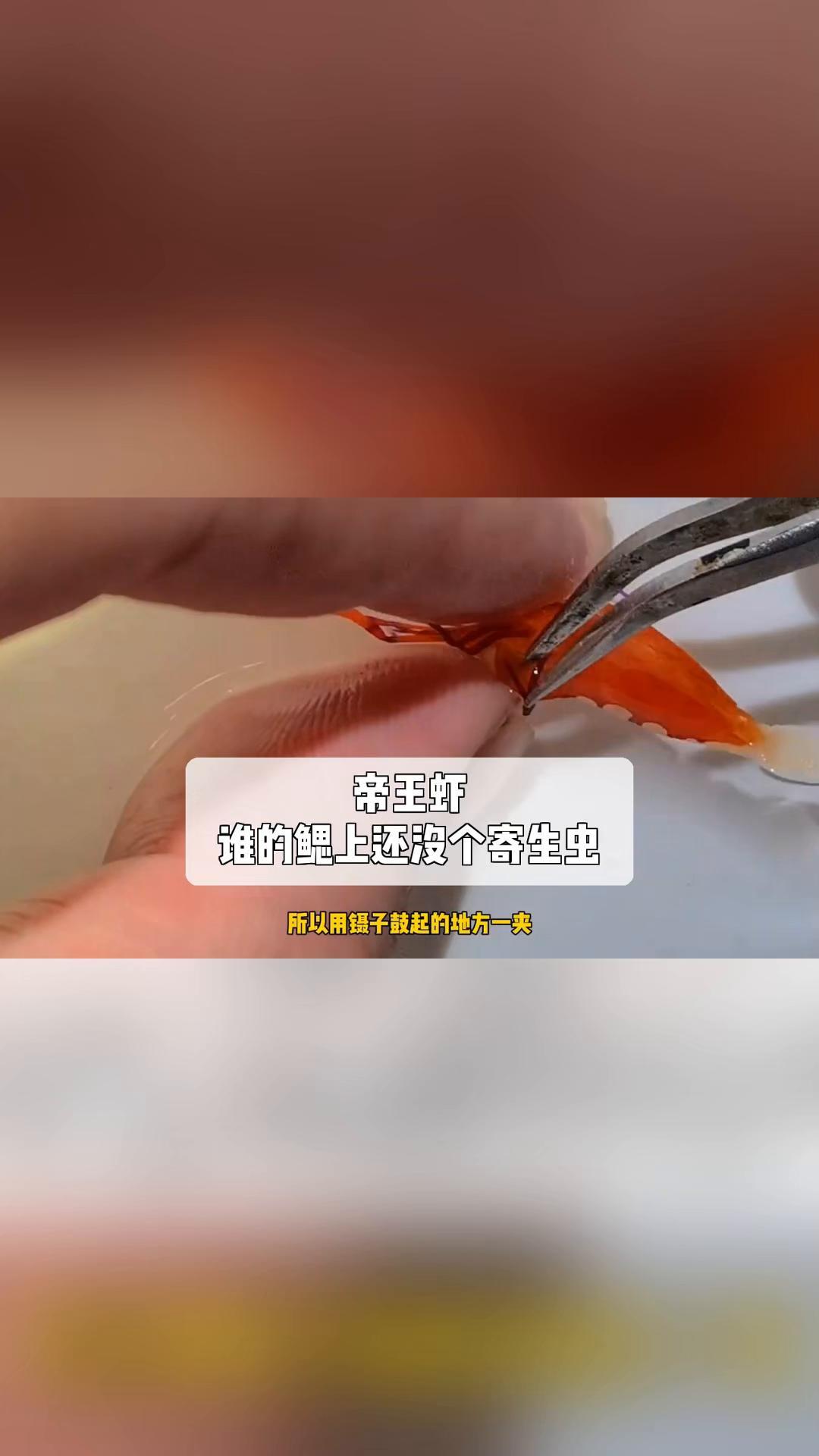 帝王虾,谁的鳃上还没个寄生虫