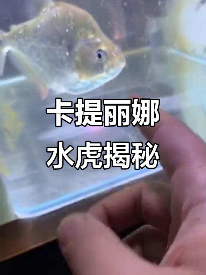 秘鲁卡提丽娜水虎，独特钻鳞让你惊艳！曾养半年超有趣