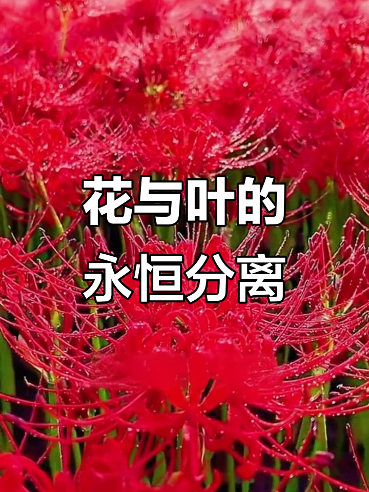 冬季必种,曼珠沙华,花叶永不相见