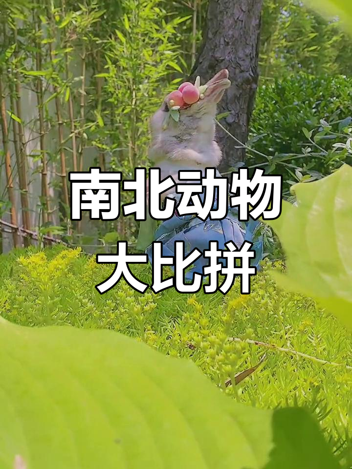 北方狼族和南方豚鼠争锋,江南兔子何时能出场?