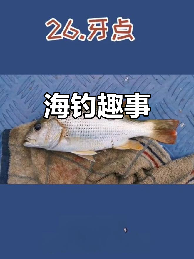 牙点鱼:海钓中的趣味挑战