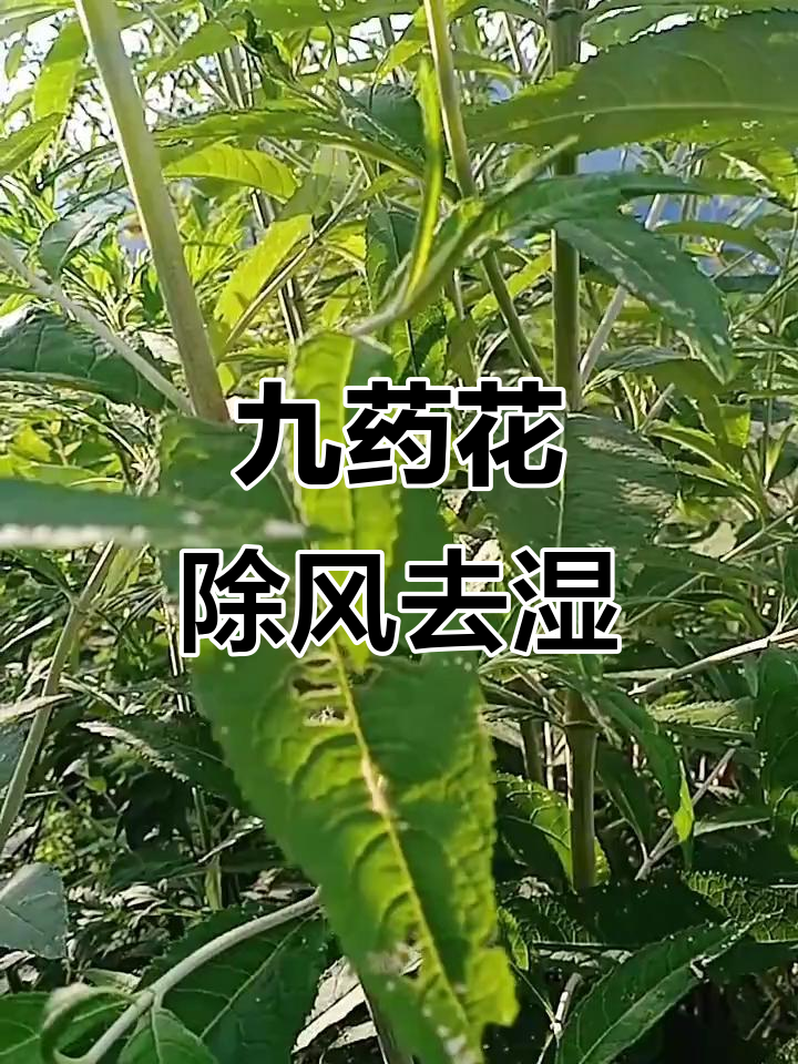 醉鱼草:祛湿活血,舒筋止痛的神奇中草药