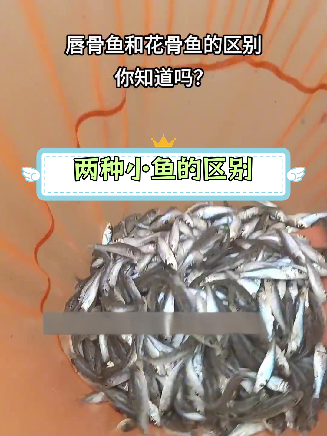 花骨鱼与唇骨鱼的微妙区别,你发现了吗?
