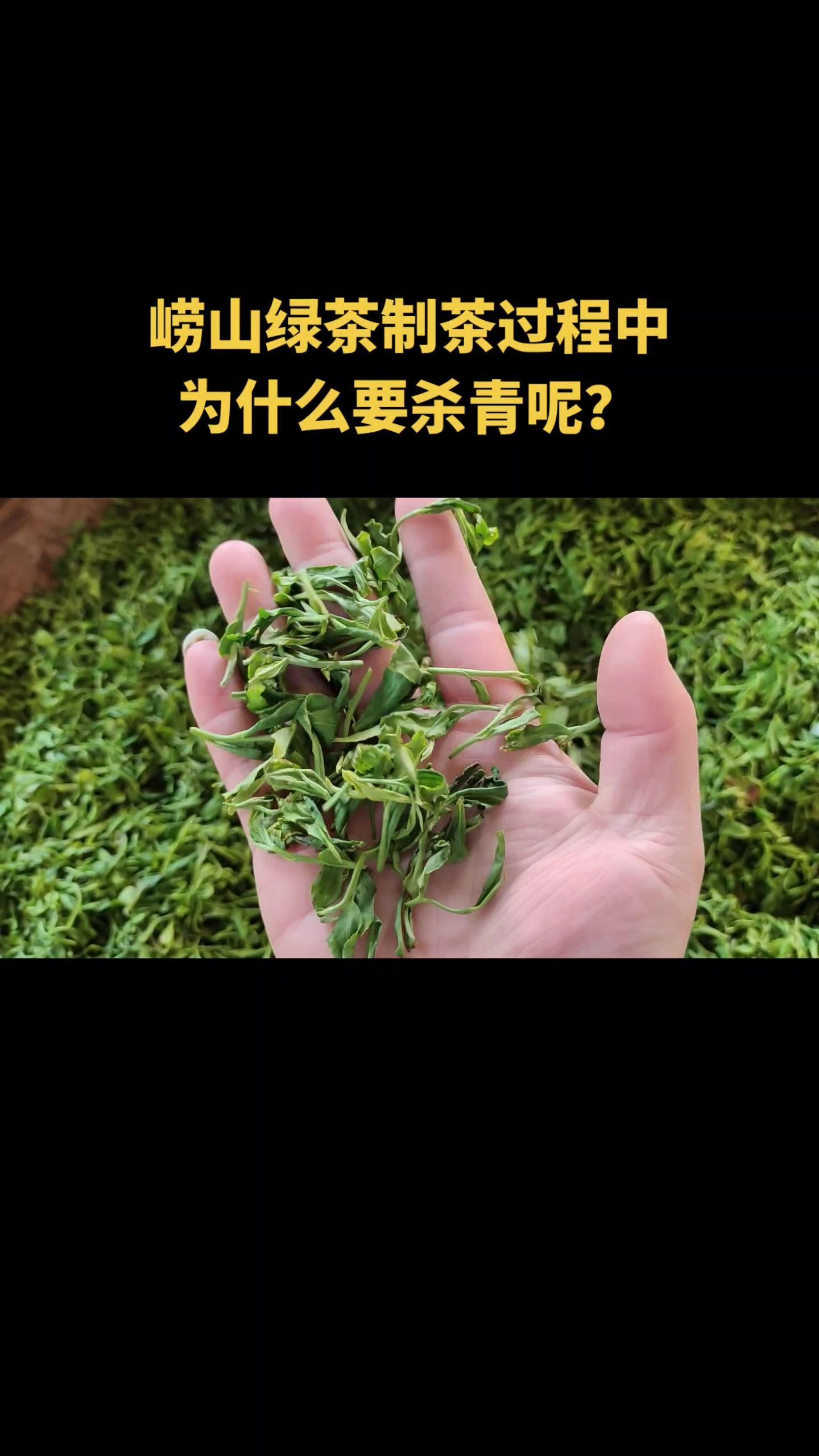 在崂山绿茶制茶过程中有一个步骤是杀青,那么为什么要杀青呢?崂山茶 茶知识 杀青