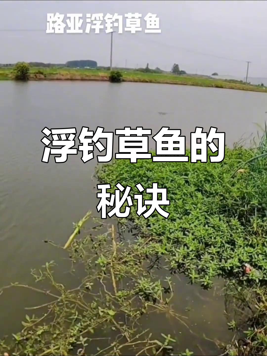 浮钓草鱼技巧大揭秘,如何用玉米秸秆打窝并挂青草诱捕