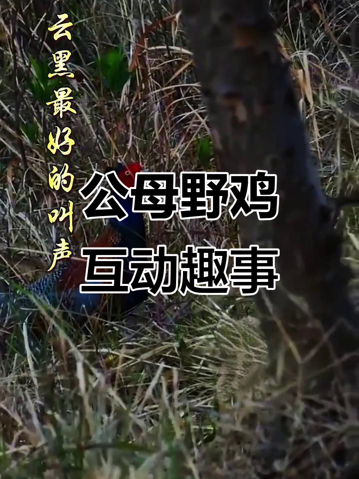 母野鸡发情叫声引公鸡快速回应,惊飞尖叫让人忍俊不禁