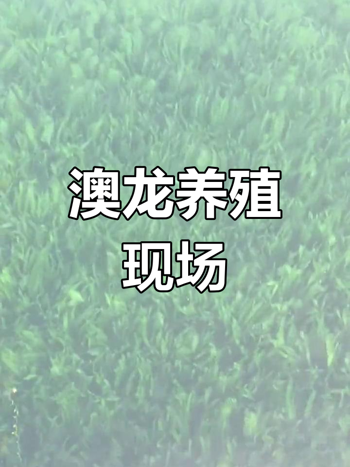 澳洲淡水蓝龙虾与水草共舞,养殖现场大揭秘