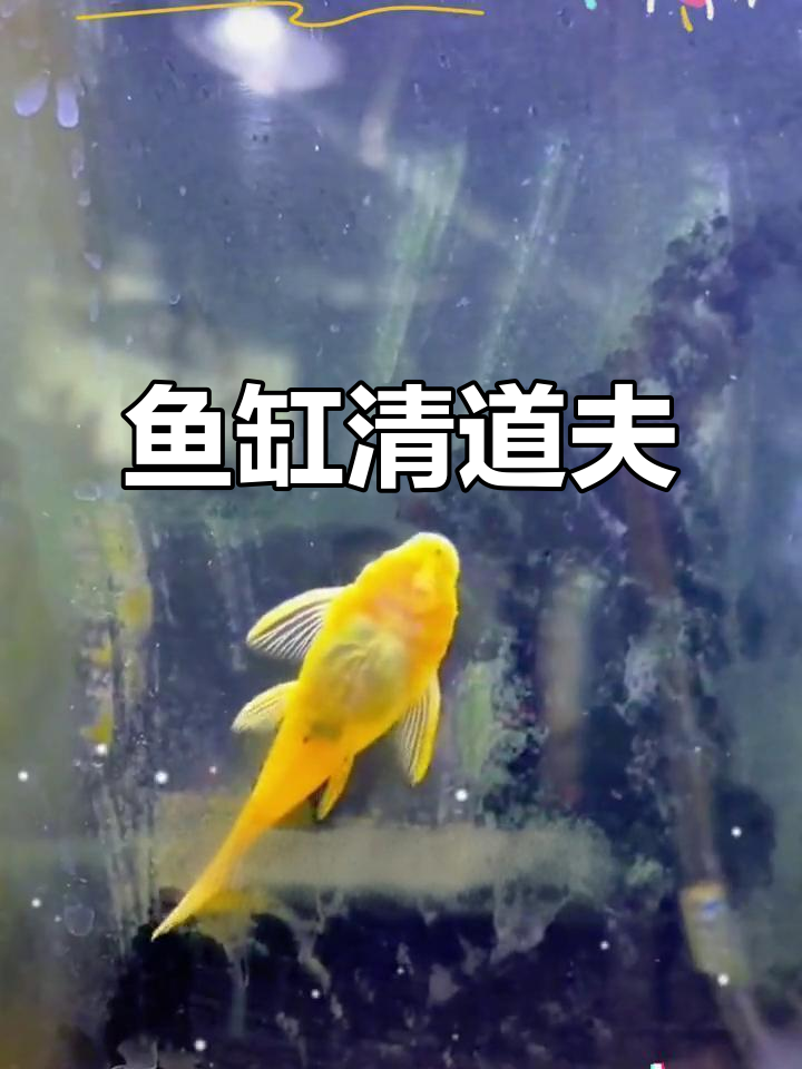 金苔鼠轻松清洁鱼缸,藻类和残渣一网打尽!