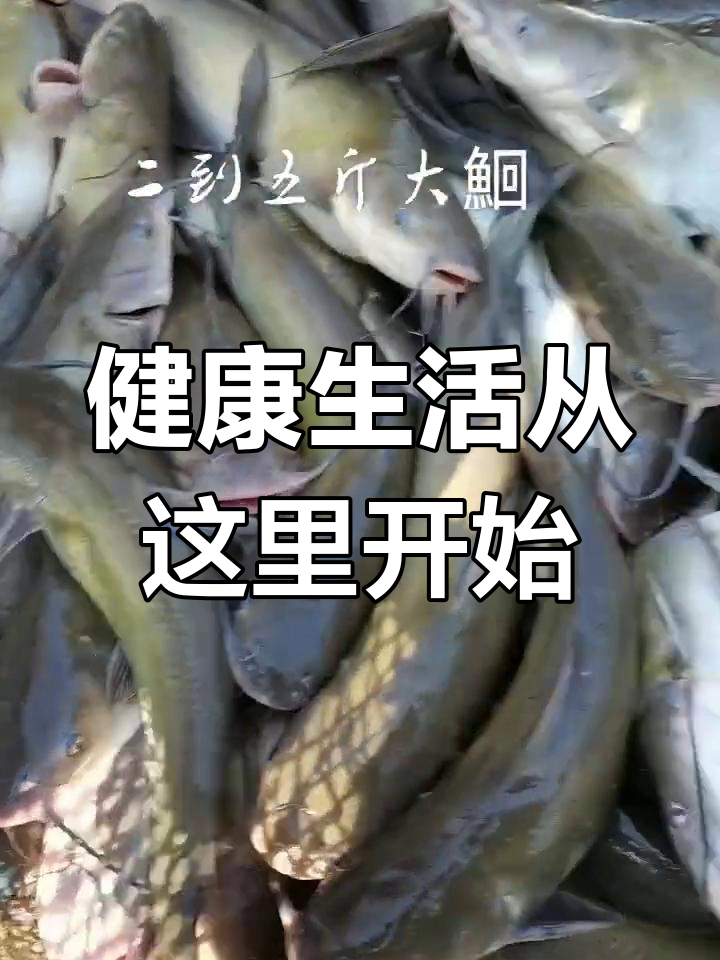 青江鮰鱼养殖之美