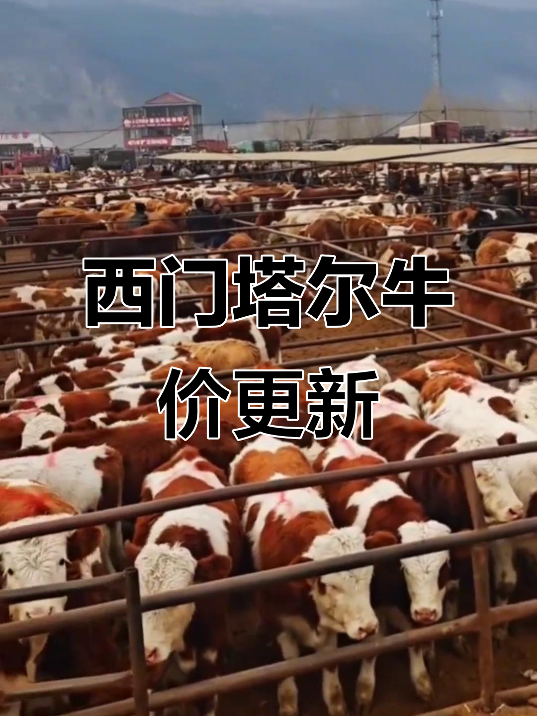 11月29日西门塔尔牛最新报价,市场行情一览