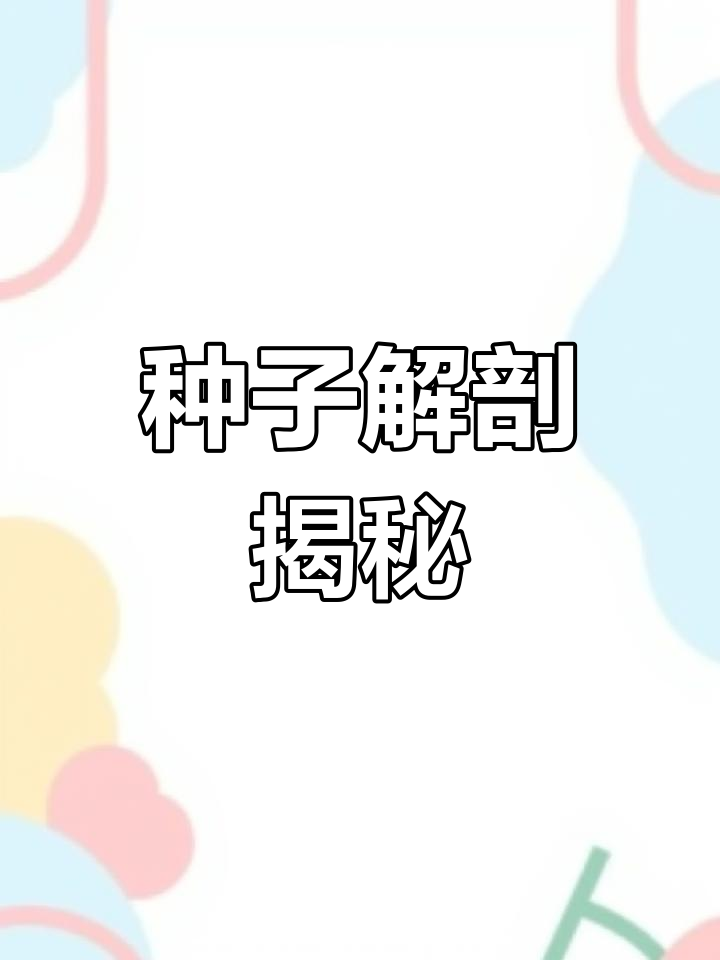 菜豆与玉米种子的结构解析