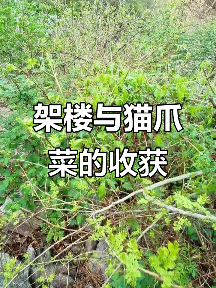 山野菜大丰收,架子尖儿和狗礁芽子采摘记
