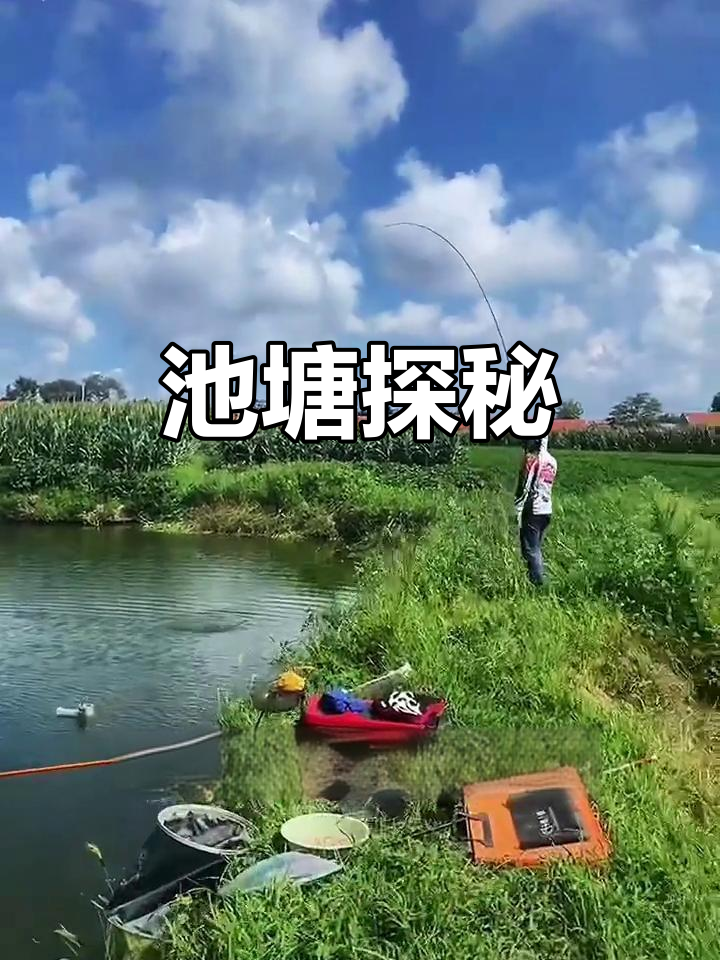 每个池塘鱼情各异,带你探索不同种类,精神小伙勿扰!