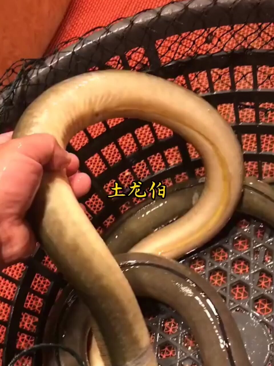 闽南第一大补汤~土龙汤