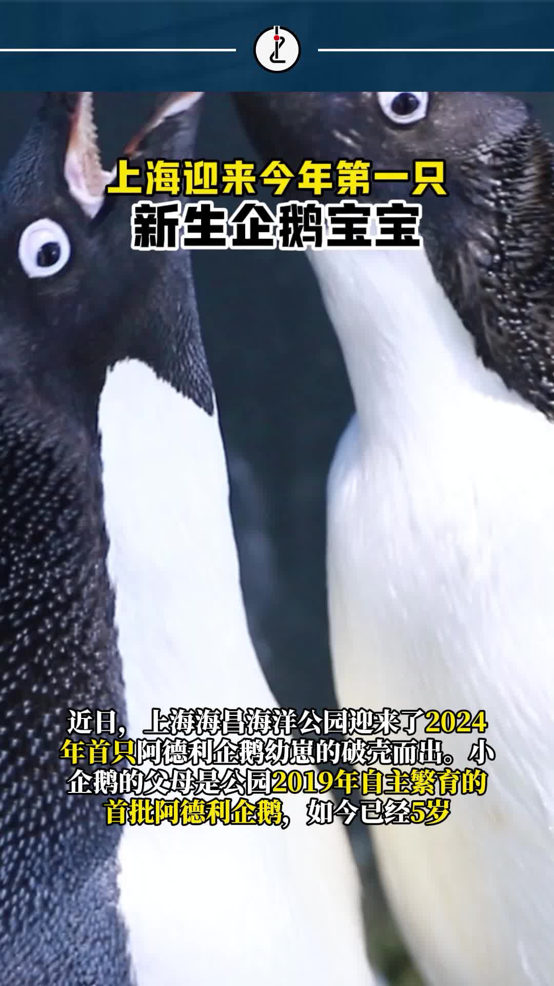 32 天破壳!上海“沪二代”企鹅宝宝诞生