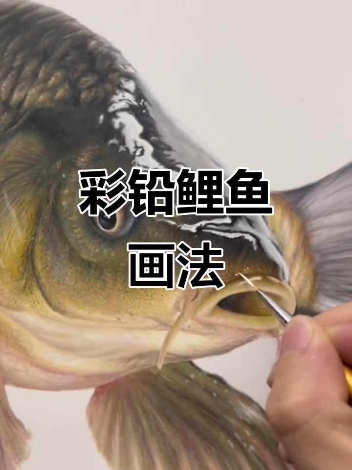 彩铅鲤鱼:烤还是水煮?画画也能这么有趣!