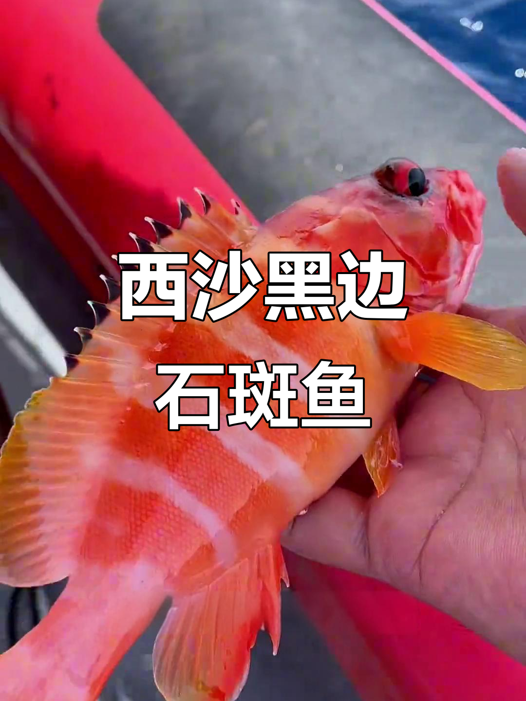 西沙野生红玫瑰石斑鱼，肉质鲜嫩无比，清蒸口感更佳