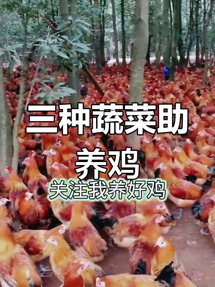 农家三种菜,喂鸡更健康:芹菜、辣椒和大蒜的神奇作用
