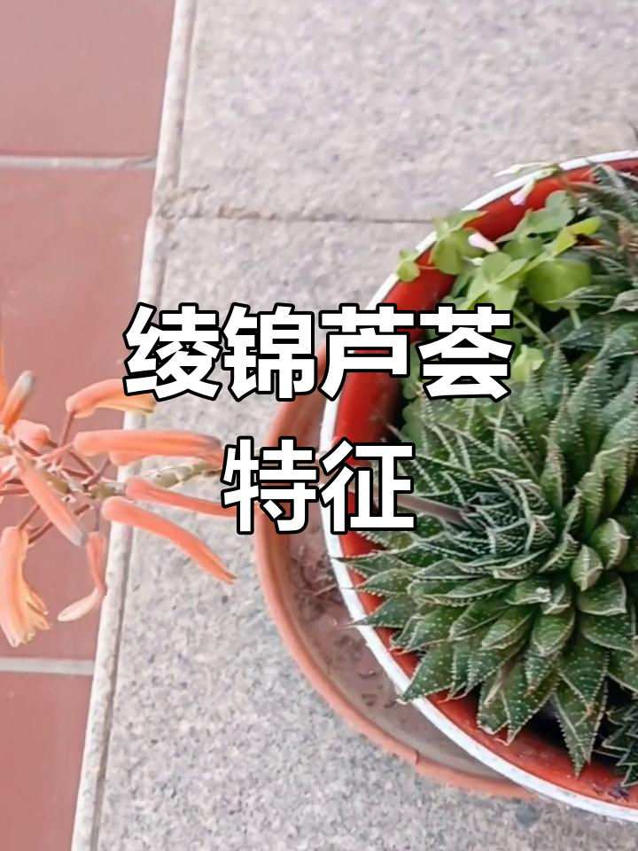 绫锦芦荟,叶绿如玉,红尖白疣,花似鲨鱼掌