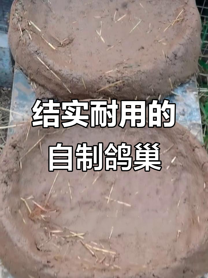自制鸽子窝,泥巴木板结合更耐用