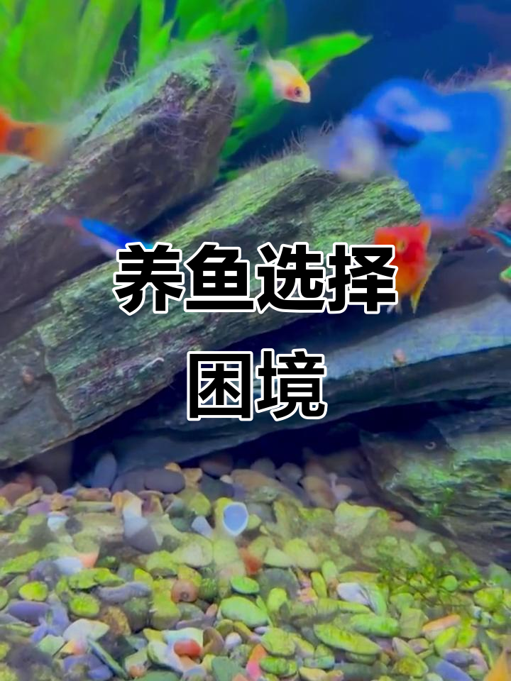 裸缸与造景,养鱼选择难题!