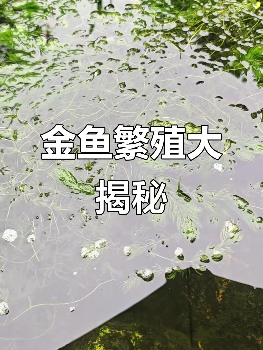 6岁草金鱼产卵,鱼池里满是受精的透明小颗粒