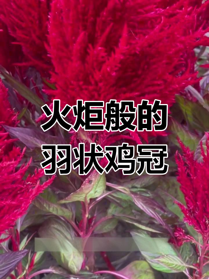 羽状鸡冠花:非洲与南美的火焰之花