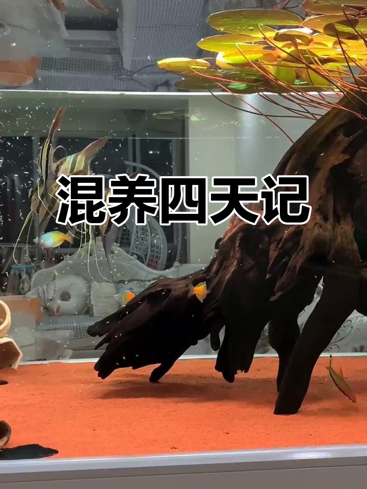 皇冠与埃及混养第四天，喂食顺利，暂无伤亡