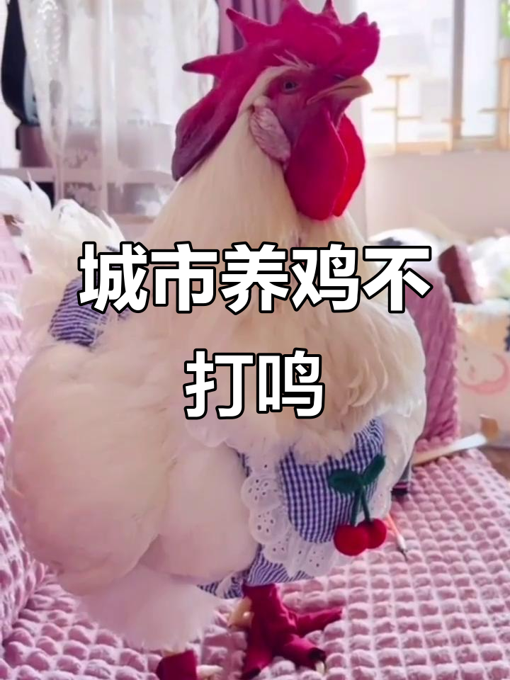 如何让城市养鸡不再打鸣?五岁小鸡的“安静”挑战