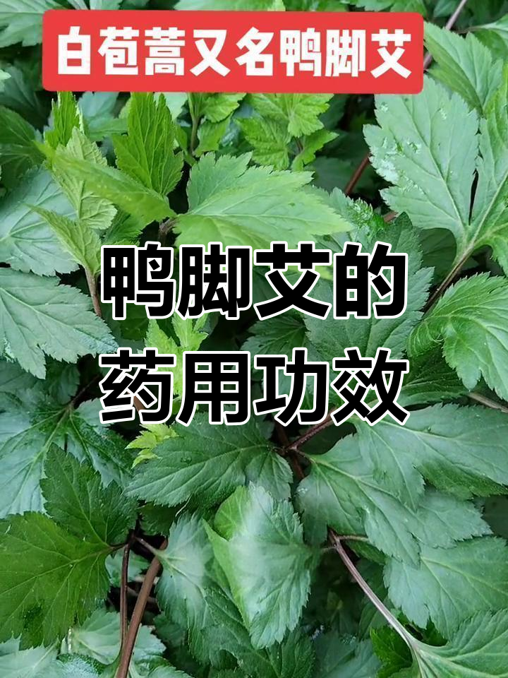白苞蒿:一种紫色根茎的野生药材,煮水喝能带来能量