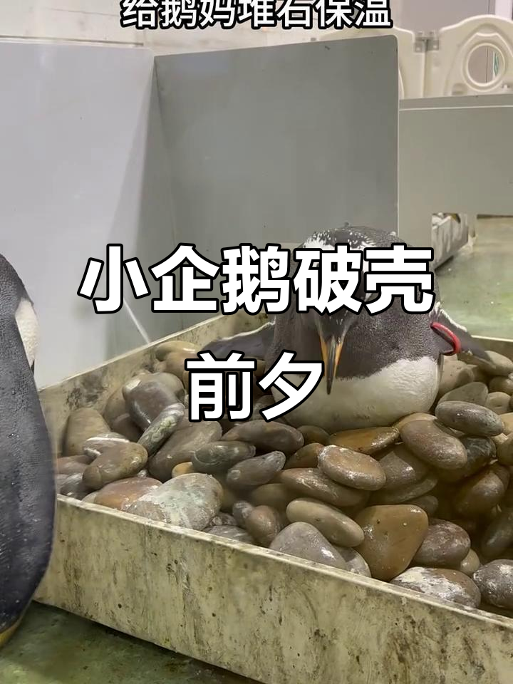 企鹅爸爸守护妈妈,孩子出生倒计时