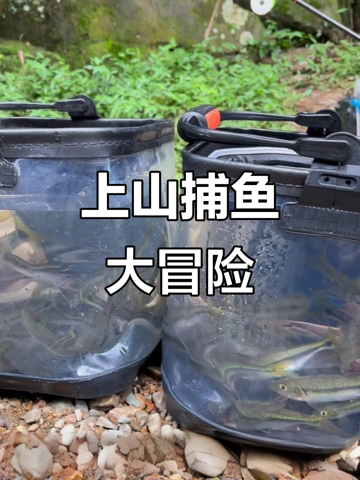 爬山三公里挑战上林异鱲，极品发色惊艳登场