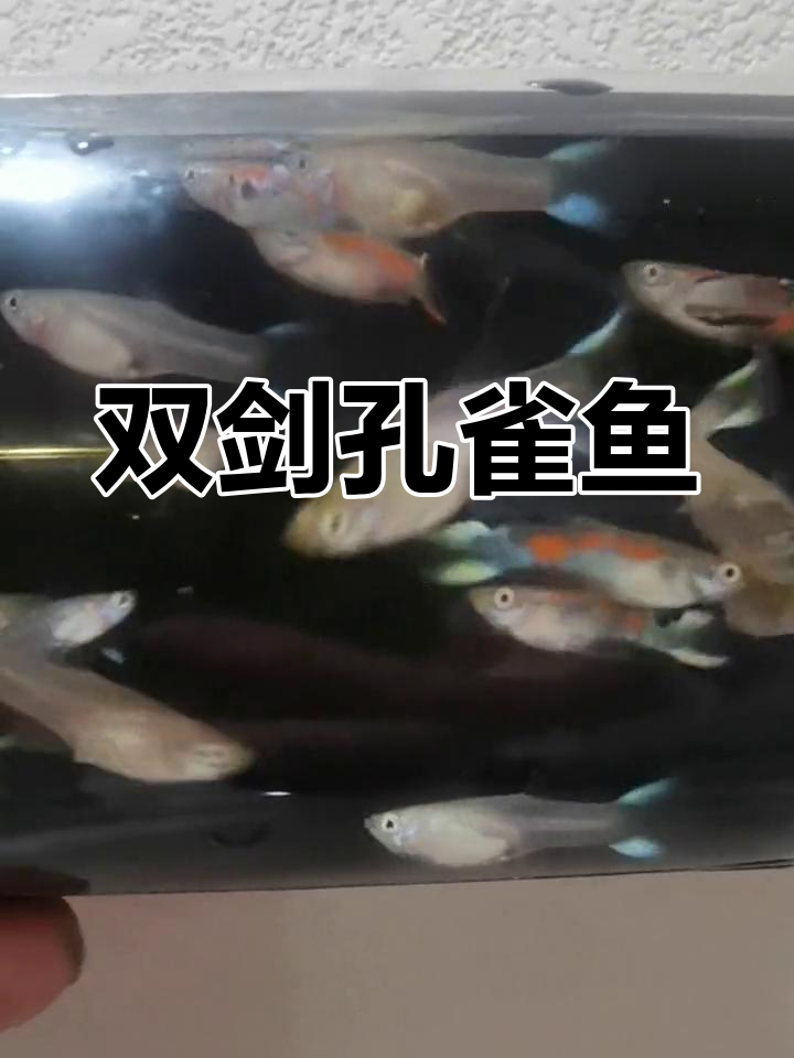 安德拉斯双剑孔雀鱼:野生珍稀品种