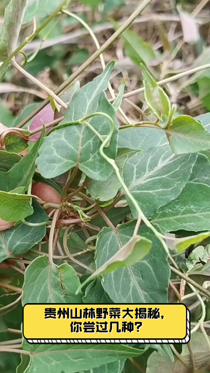 贵州山林野菜大揭秘，你尝过几种？