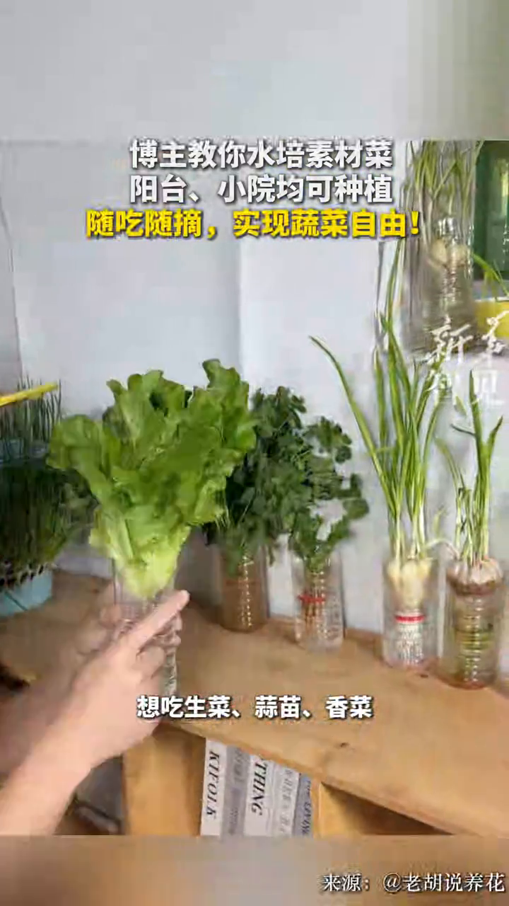 博主教你水培素材菜，阳台小院均可种植。随吃随摘，实现蔬菜自由