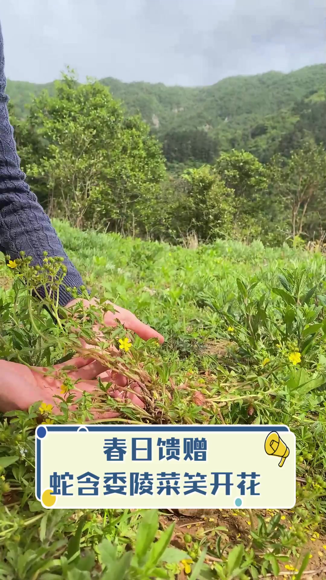 春日馈赠,蛇含委陵菜笑开花