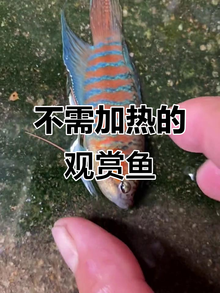 冷水鱼也能轻松养,不用打氧加温,一公一母还能繁殖