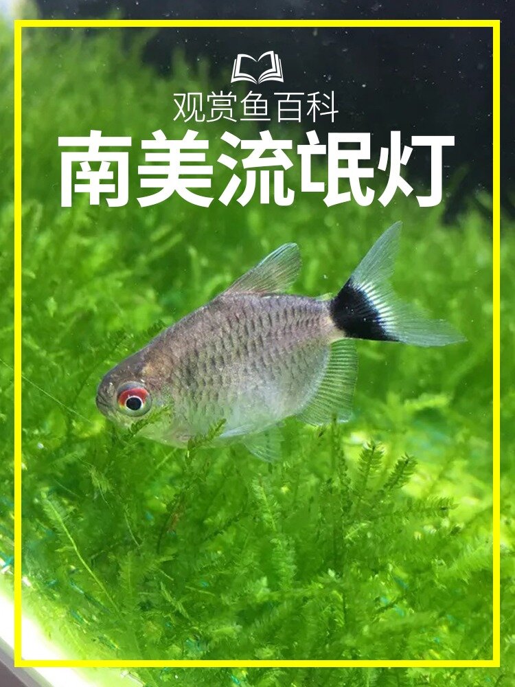 白嫖的观赏鱼百科系列——银屏灯