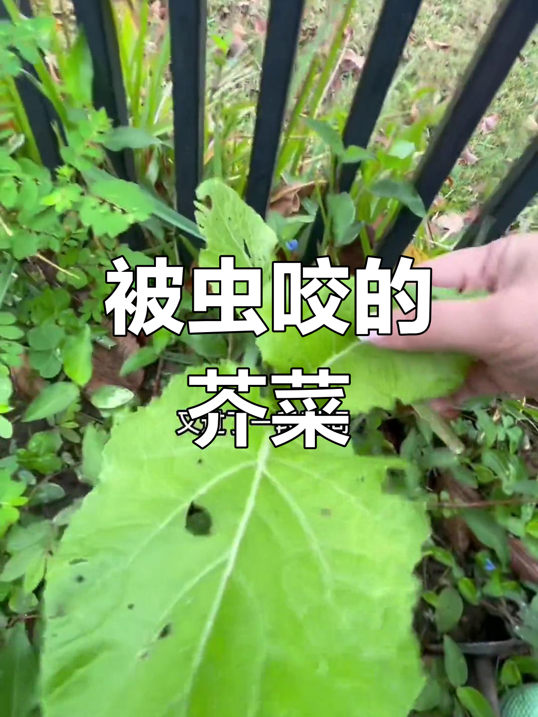 芥菜地里的奇怪虫子