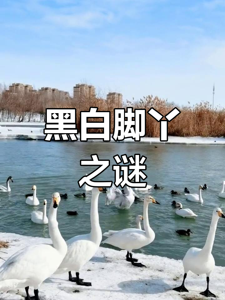 公天鹅脚丫黑如靴,母鹅护小鹅,颜色差异令人好奇