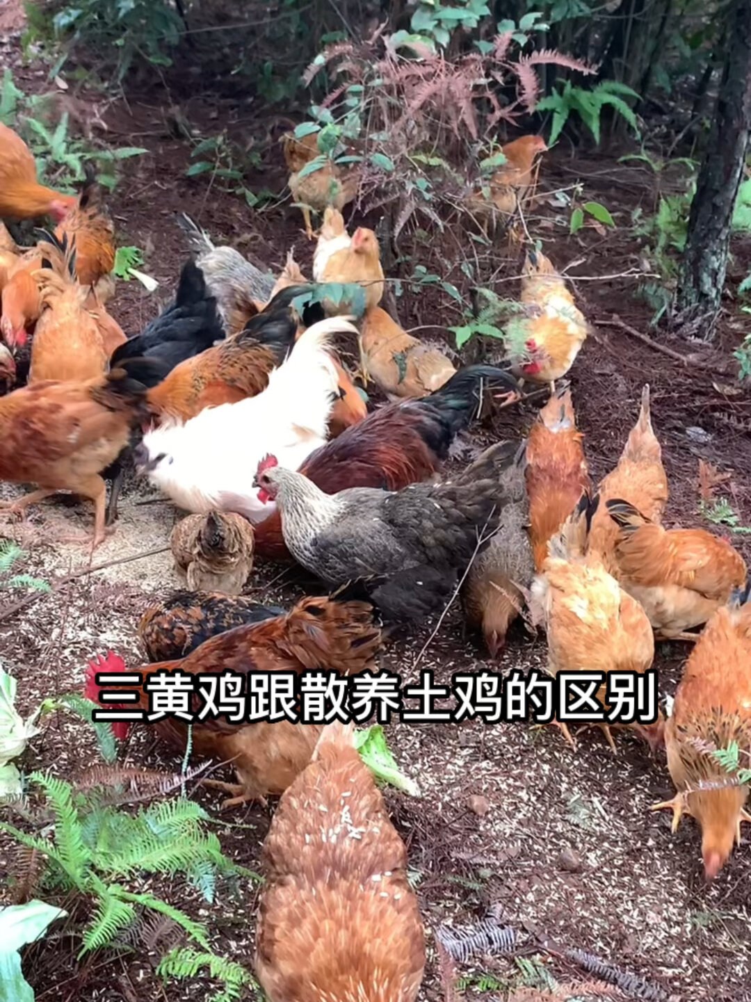 三黄鸡和散养鸡的区别99%的人不知道