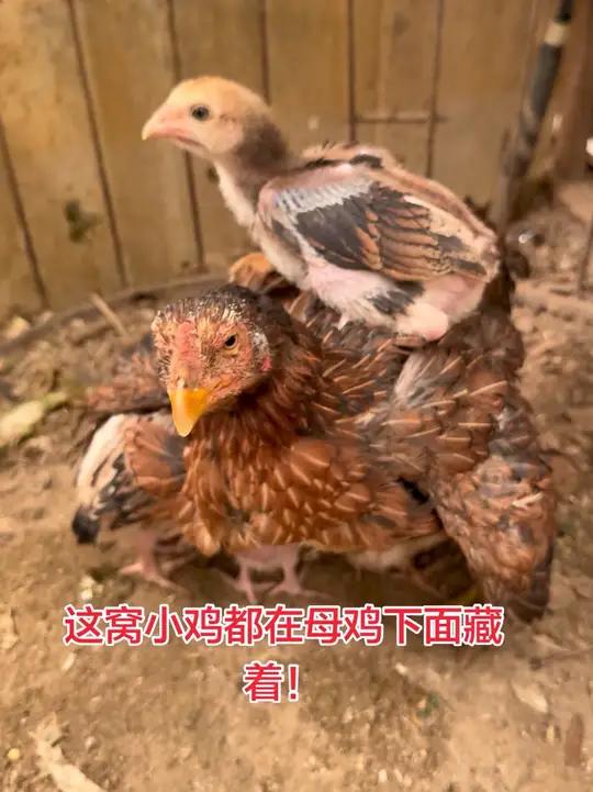 这窝小鸡都在母鸡下面藏着!