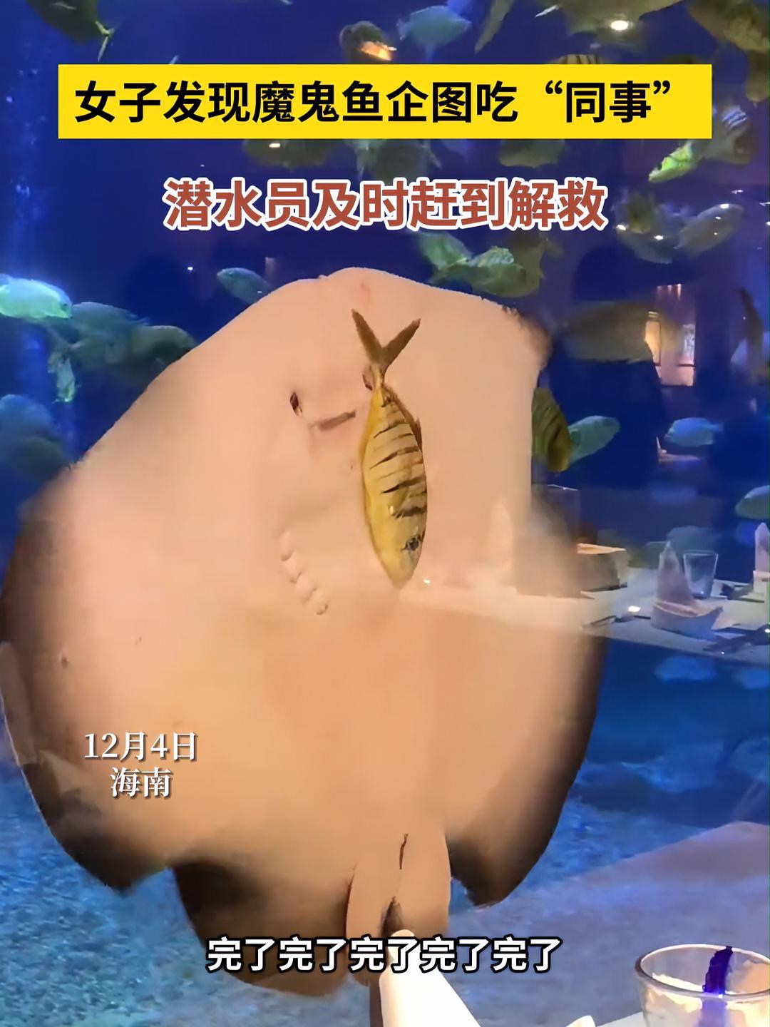 12月4日,海南。女子发现魔鬼鱼企图吃“同事”,潜水员及时赶到解救,海洋生物