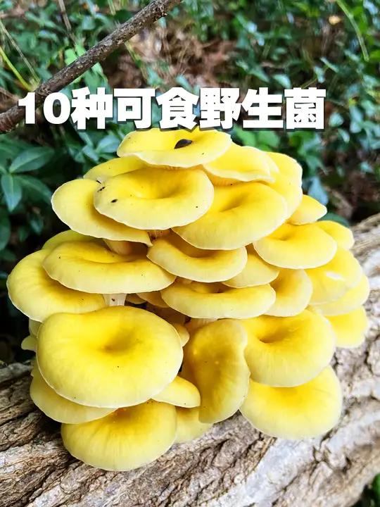 10种可食野生菌