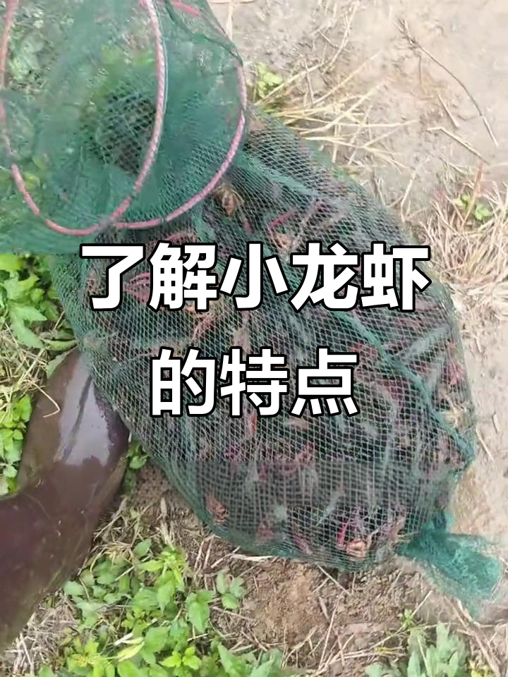 小龙虾:美味与营养并存的淡水虾类